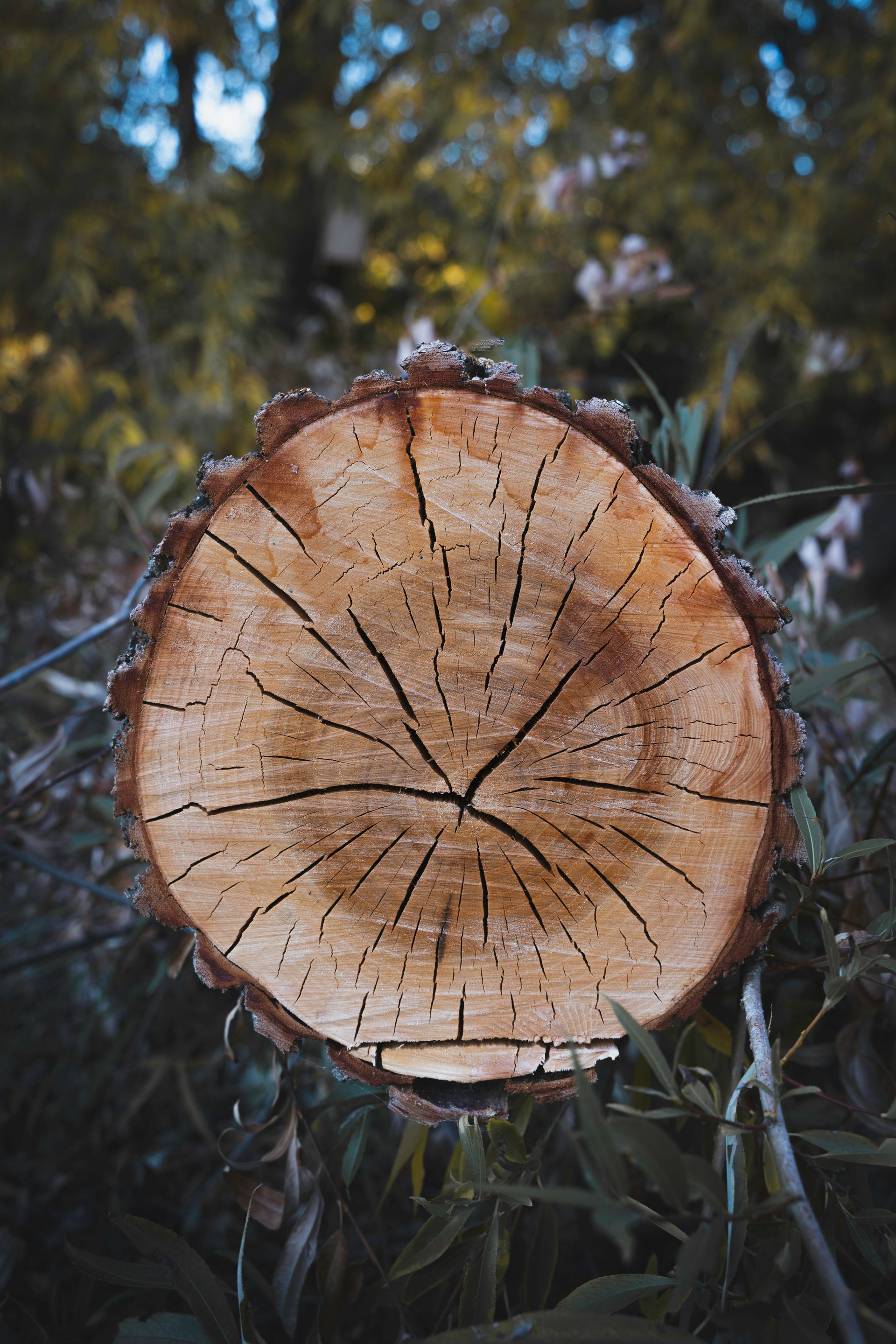 brown wooden round ornament in close up photography